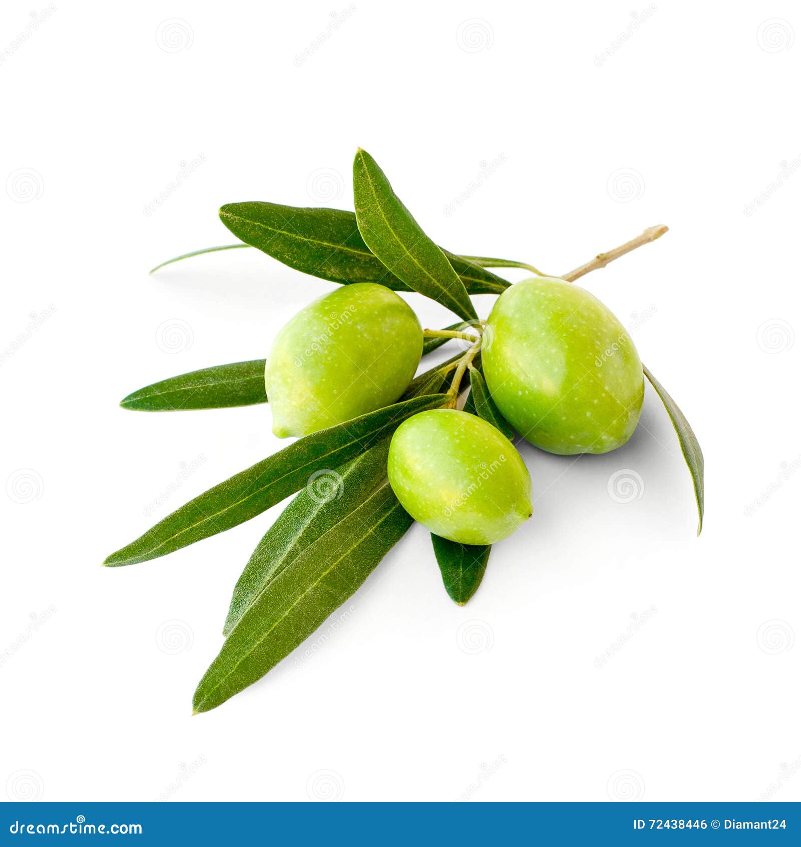 Three Green Ripe Olives on Branch Stock Photo Image of fruit