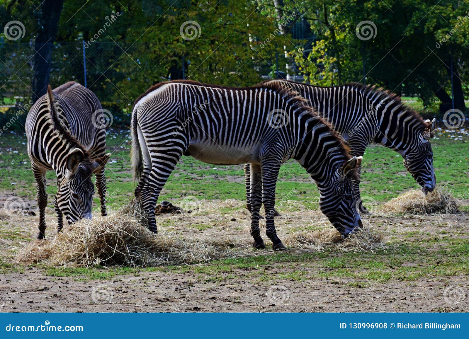 three grevy`s zebra grazing