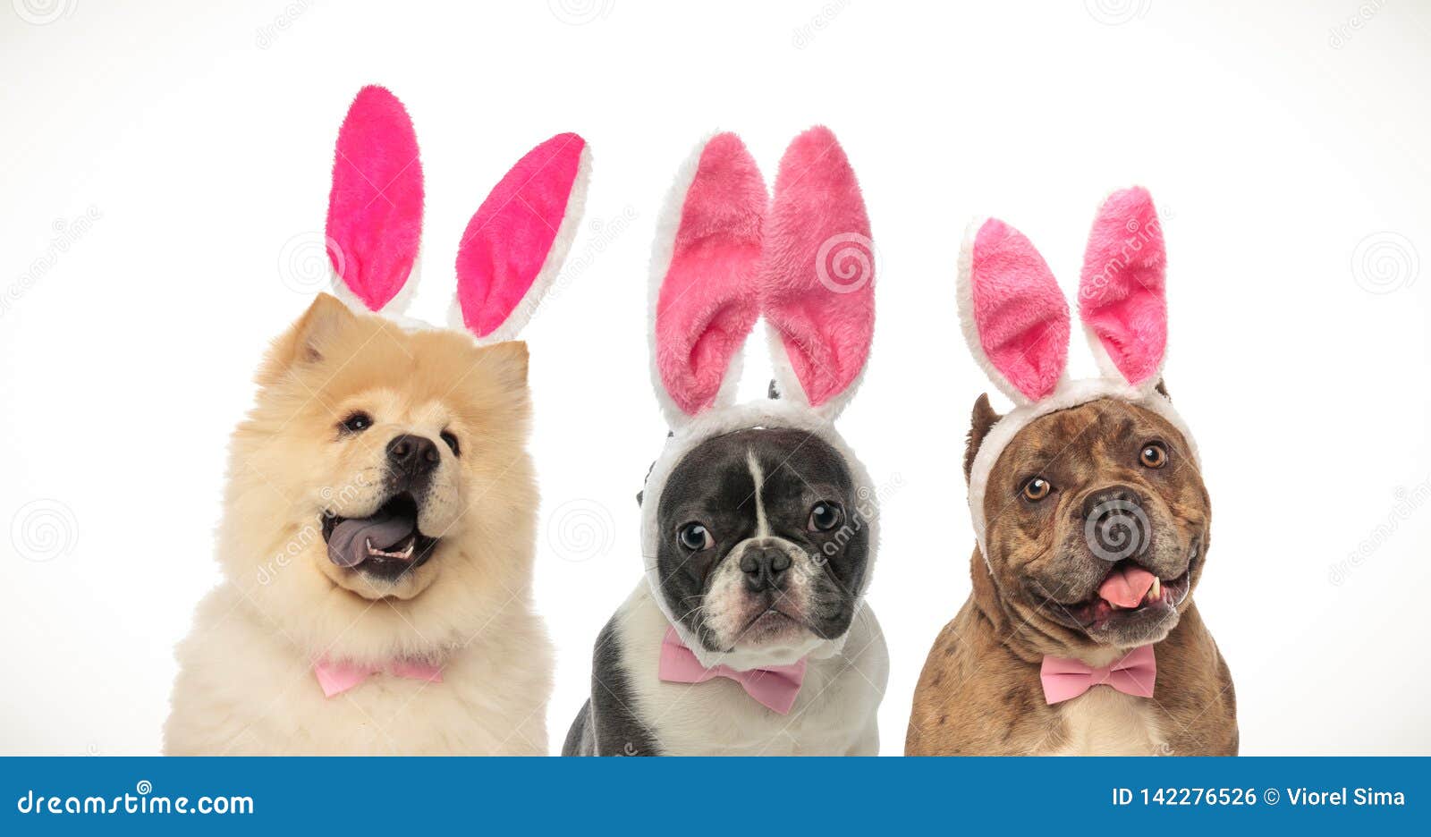 Three Happy Dogs Wearing Easter Bunny Ears and Bow Ties Stock Photo Image of ears, bulldog