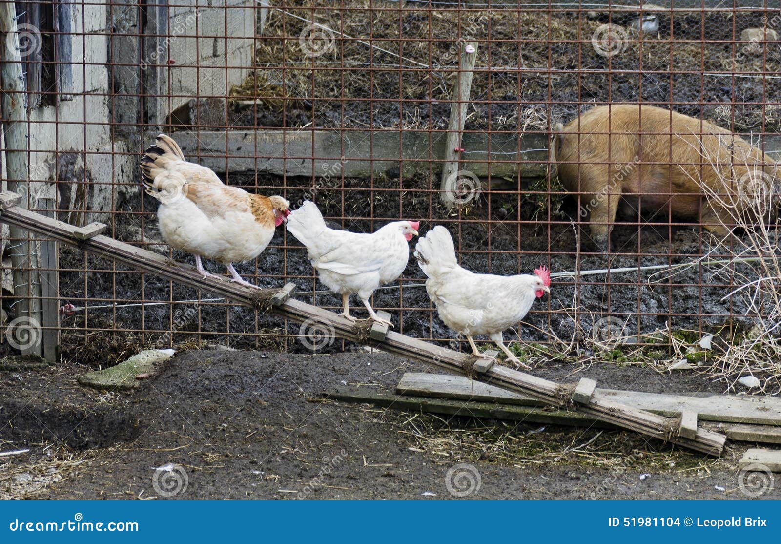 Three Hens Walking on a Chicken Ladder Stock Photo Image of livestock