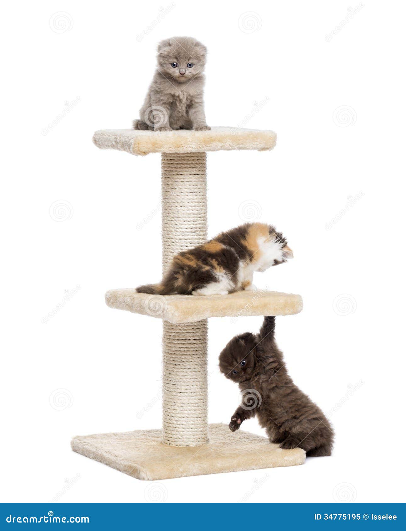 Three Highland fold or straight kittens playing on a cat tree, isolated on white