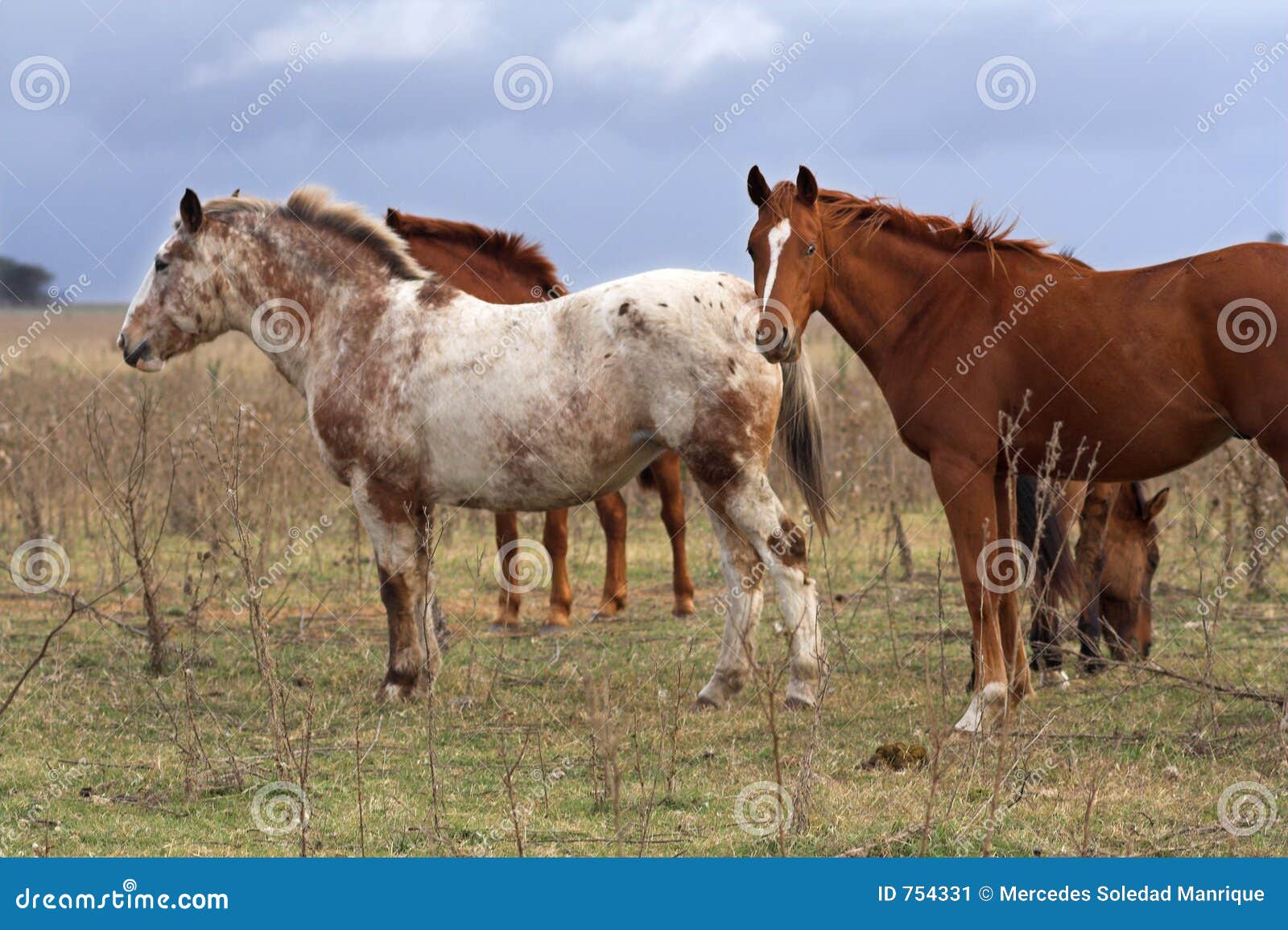 560 Steer Horses Stock Photos Free & RoyaltyFree Stock Photos from