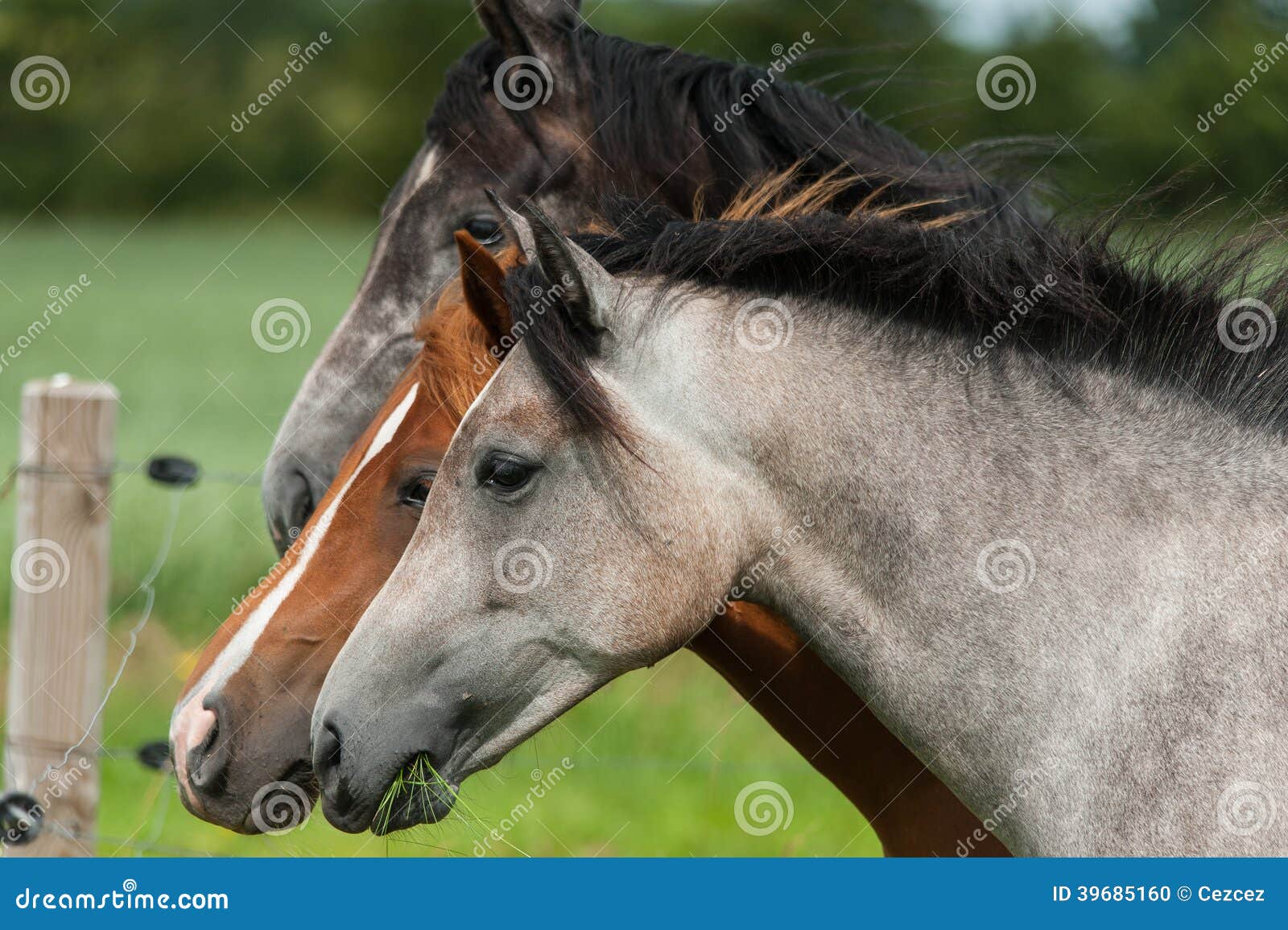 Three Horses Of A Different Color Stock Photo Image of