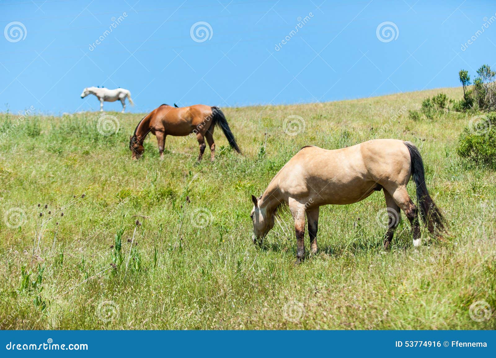 Three Horses Eating on Hillside Field Stock Photo Image of nature, landscape 53774916