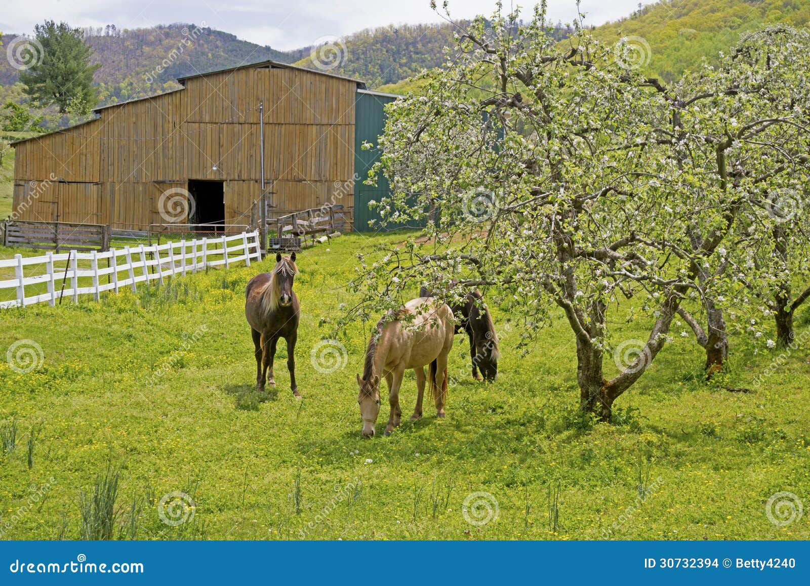 Three Horses Graze Near Apple Trees in Bloom. Stock Photo Image of