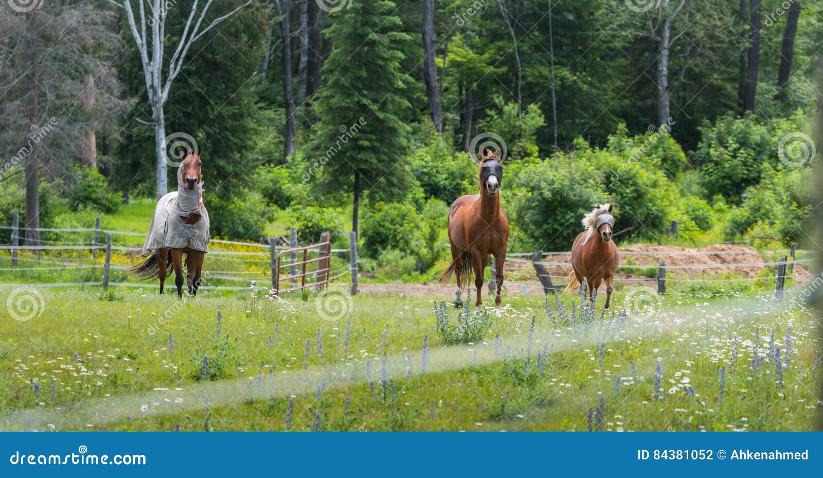 Blindfolded horse hi-res stock photography and images - Alamy