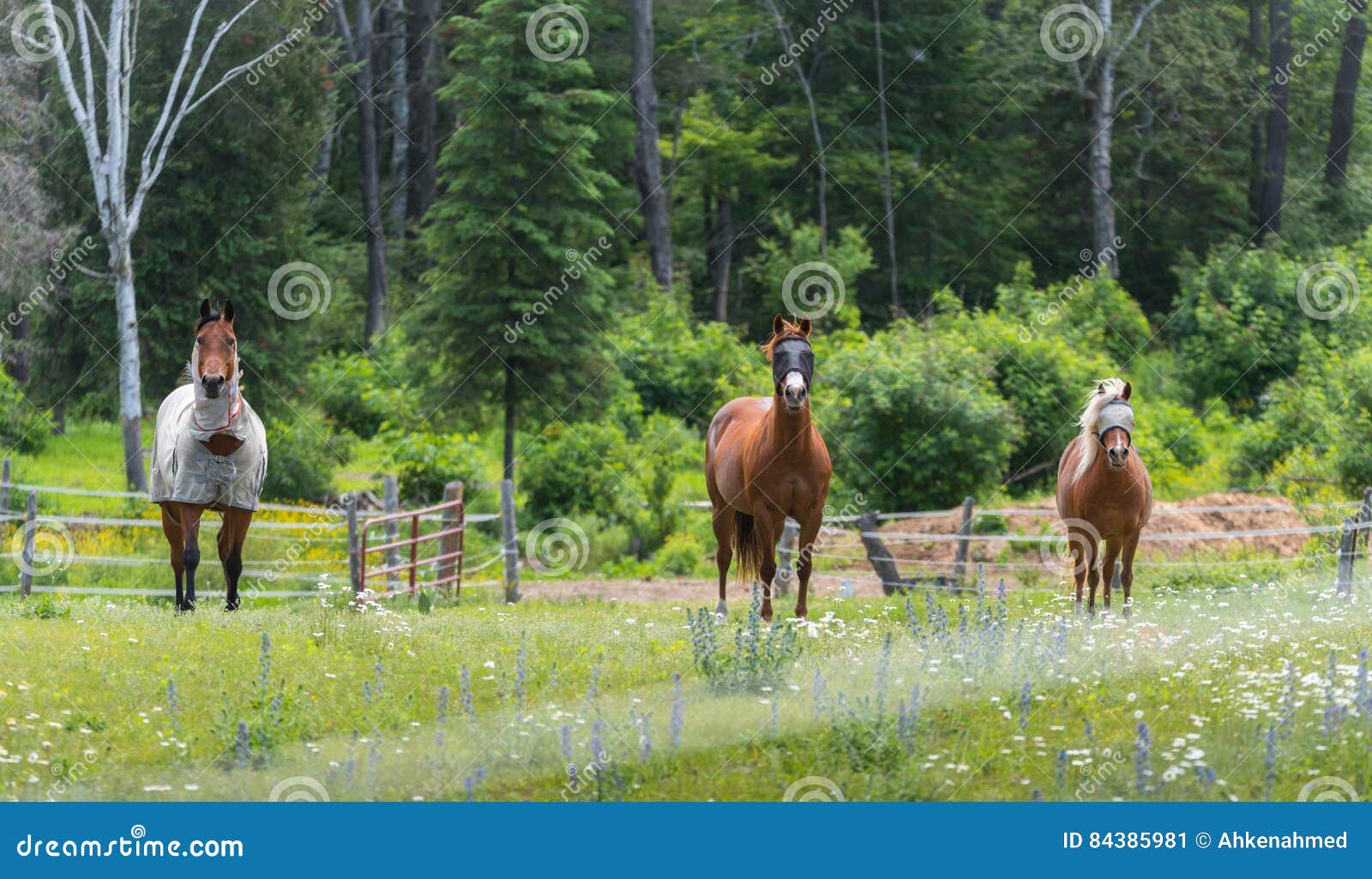 Blindfolded horse hi-res stock photography and images - Alamy