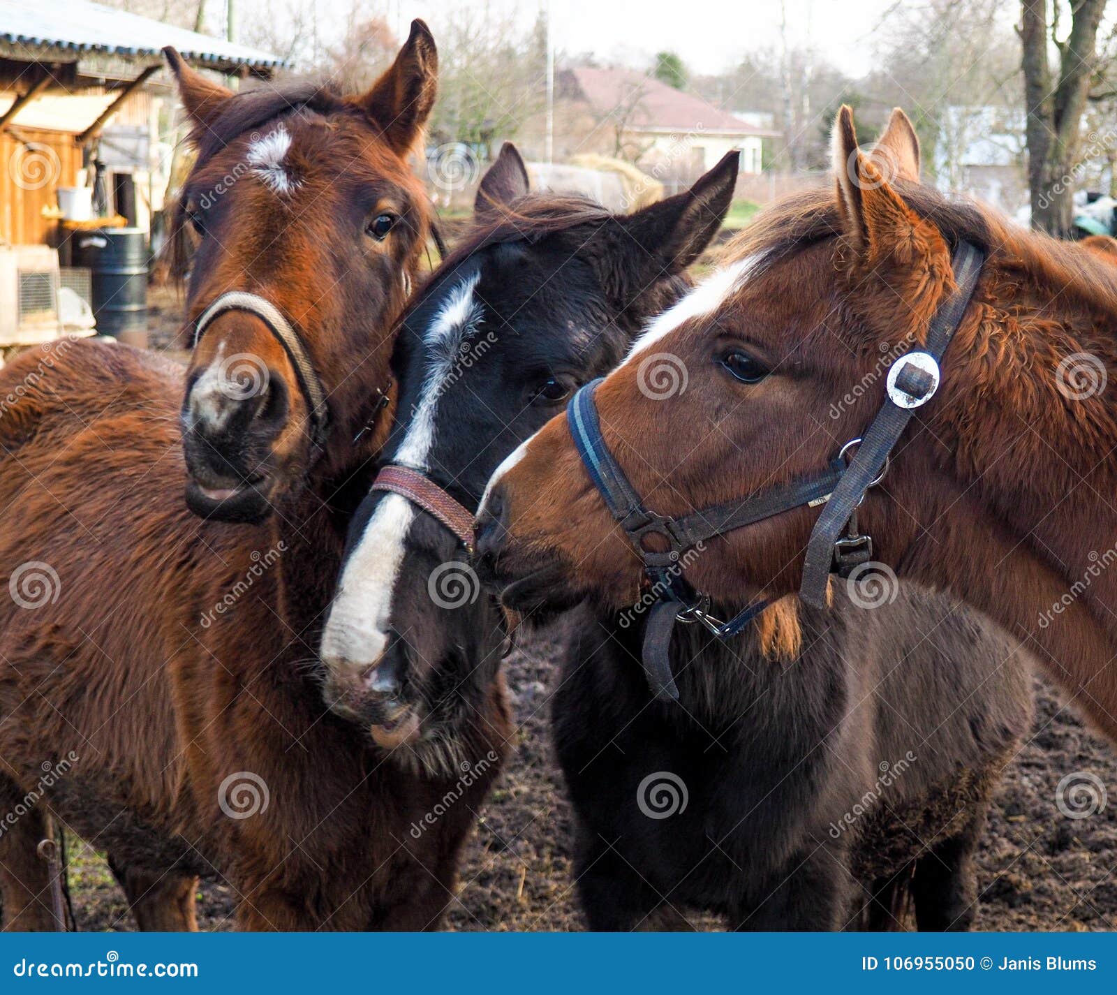 Three Horses with Heads Together Stock Photo Image of ground, three