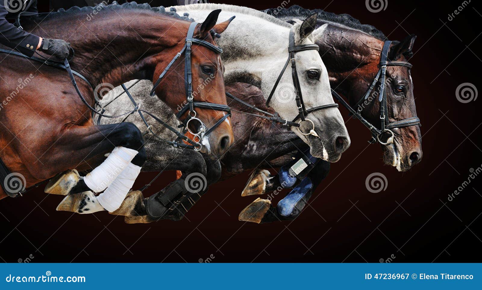 three horses in jumping show, on brown background