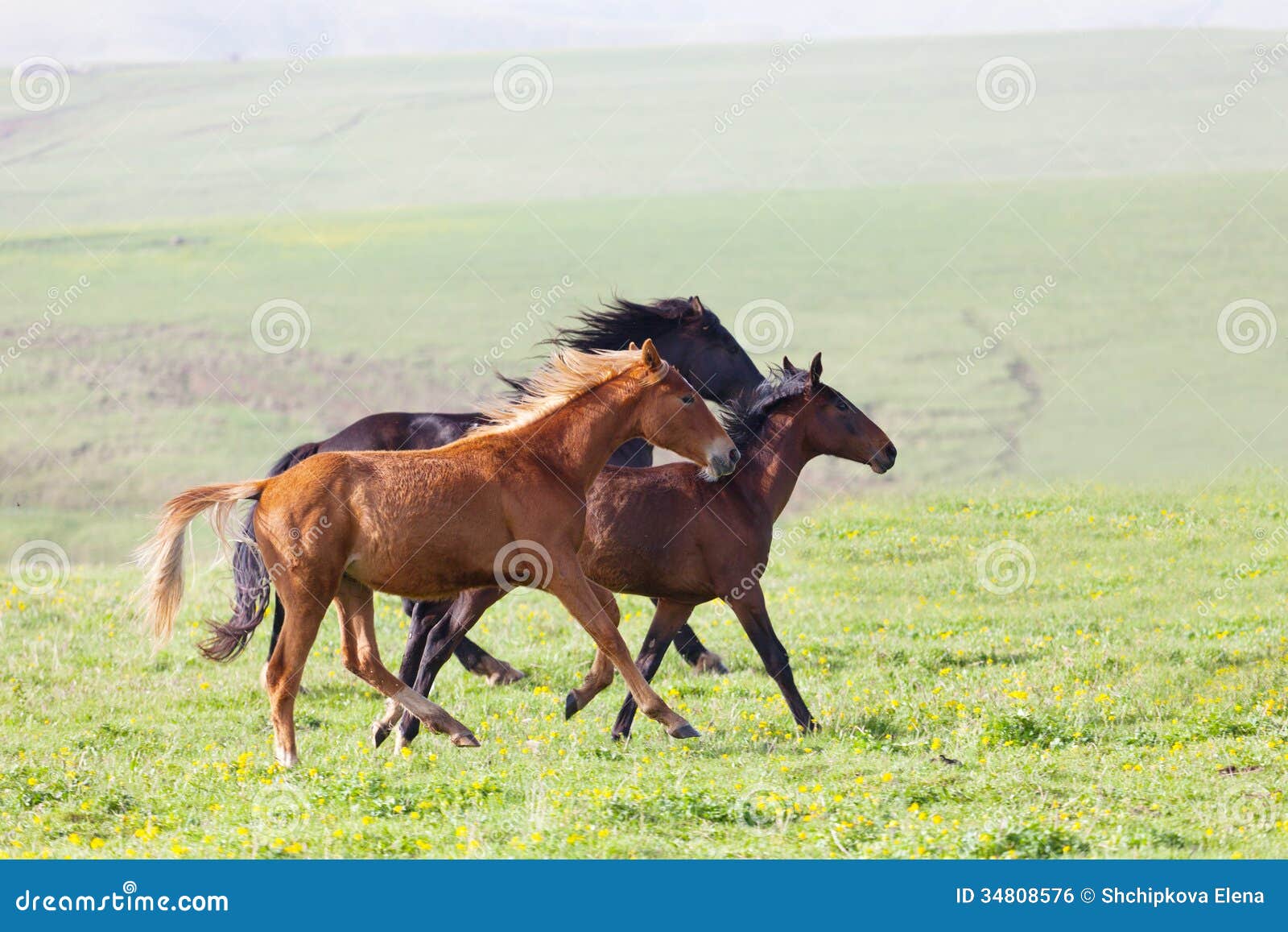 Three horses run stock photo. Image of arabian, horse 34808576