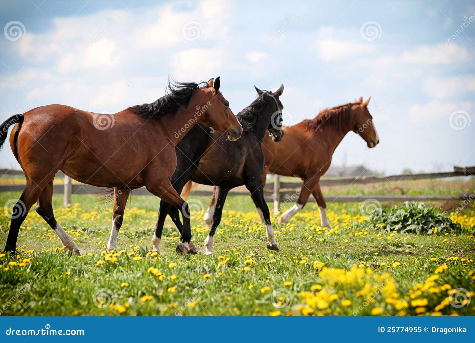 Three horses walk stock image. Image of nature, stallion 25774955