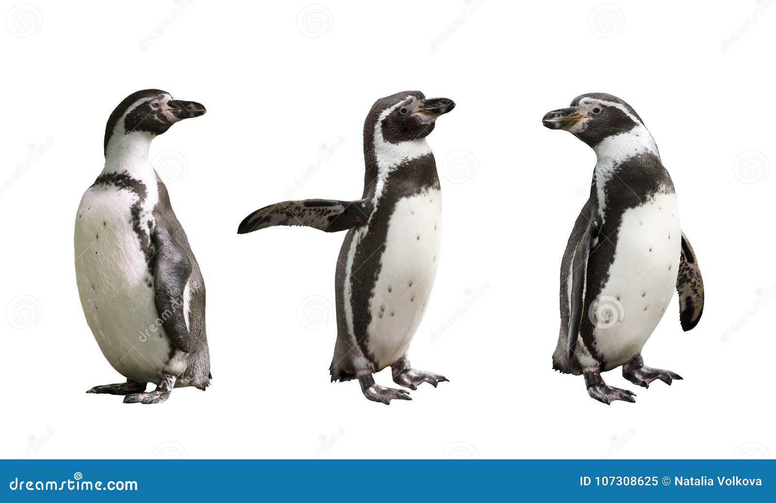 three humboldt penguins on white background
