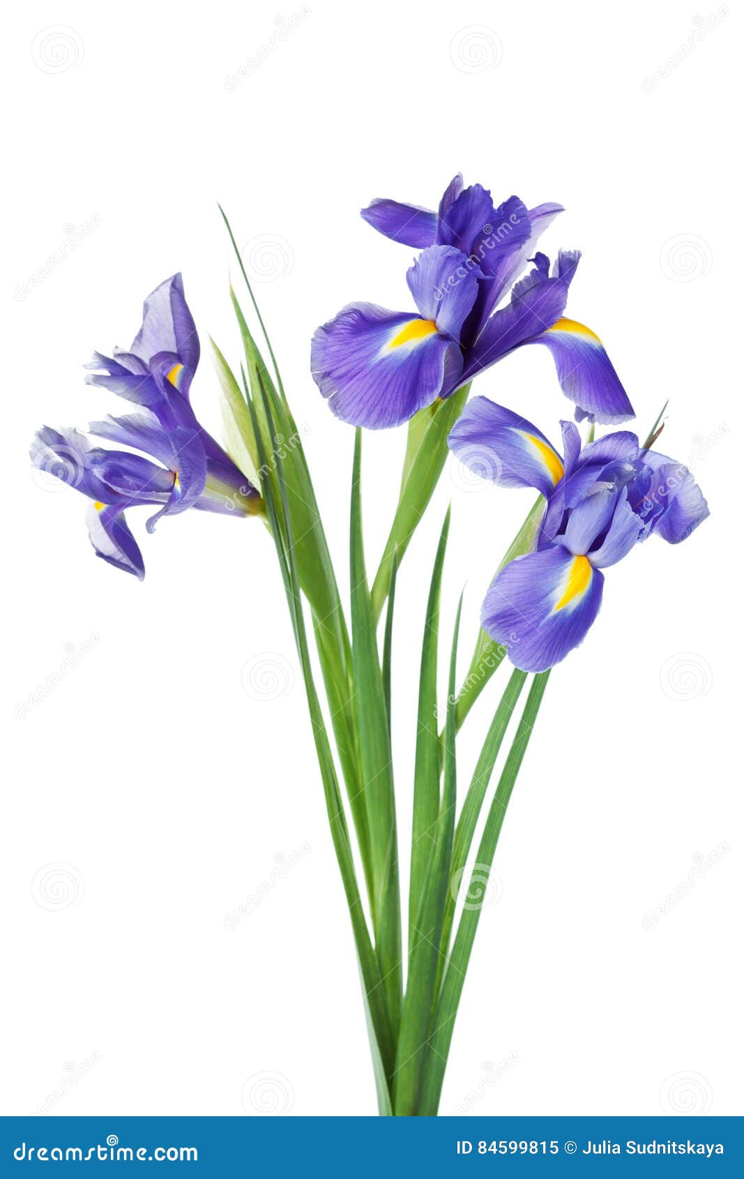 Three Iris Flowers Isolated on White Background, Beautiful Spring ...