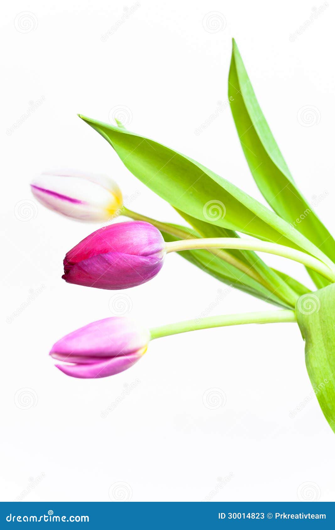 Tulips stock image. Image of roses, flower, valentine - 30014823