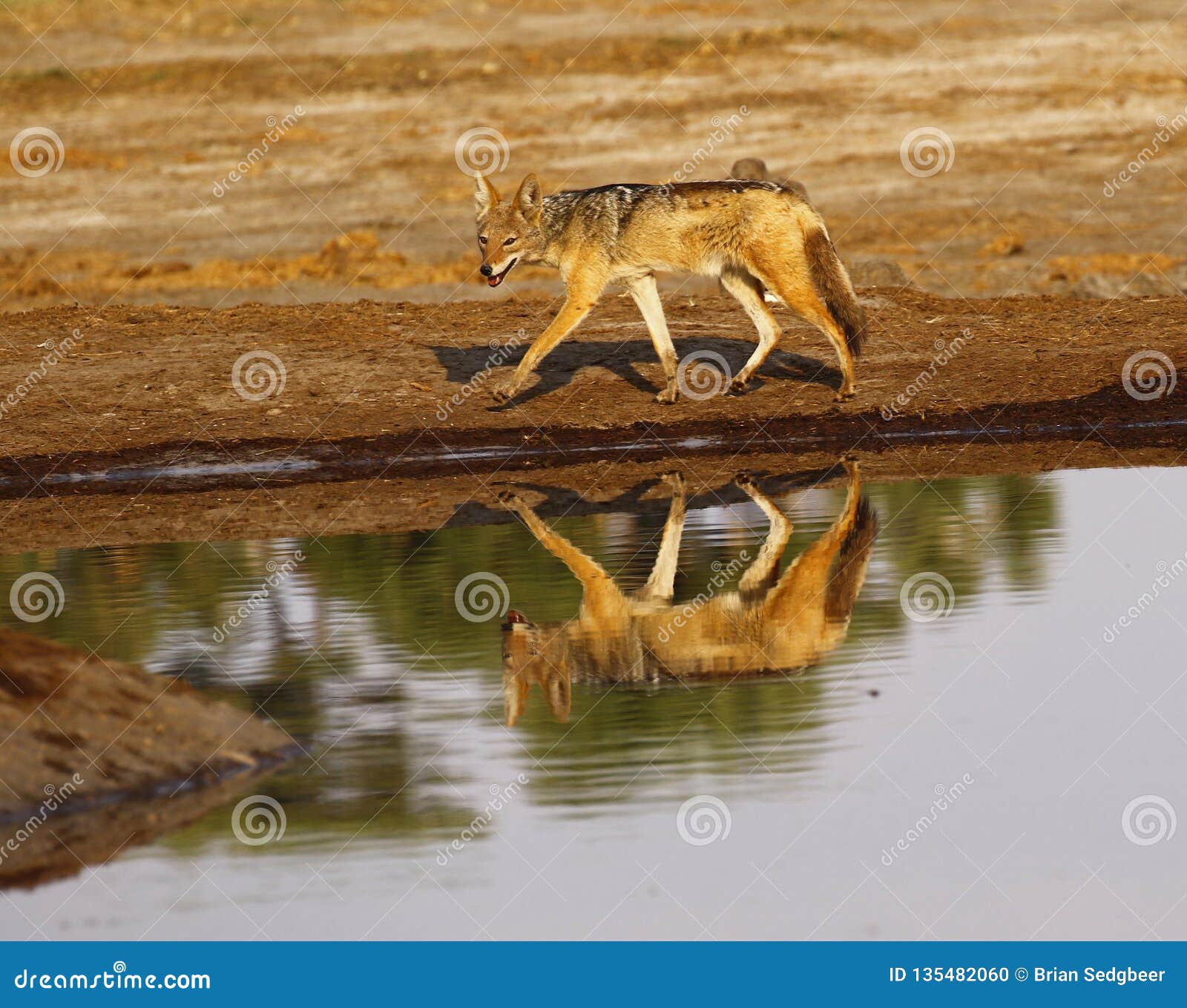 black-backed jackal reflection in the water