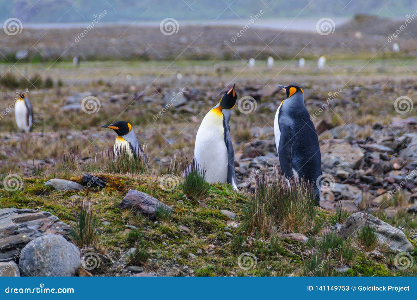 three king penguins at fortuna bay
