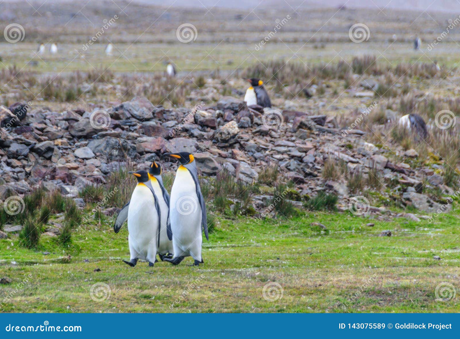 three king penguins at fortuna bay