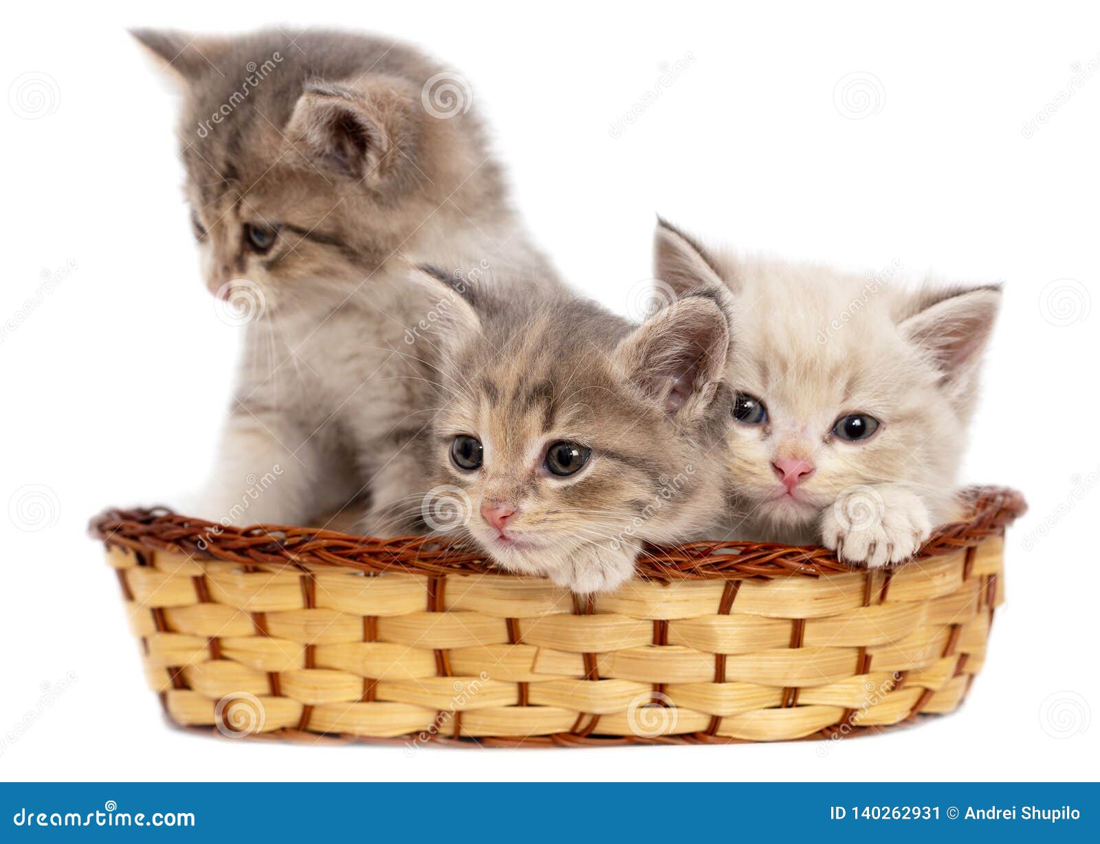 kittens in a basket