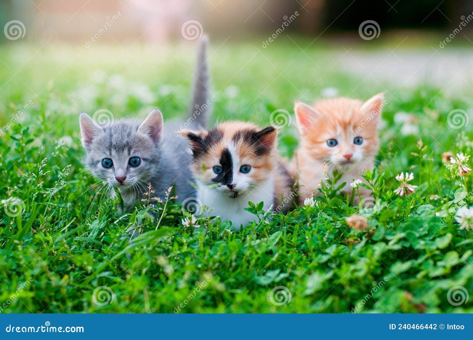 Three kittens on the grass stock photo. Image of grass 240466442