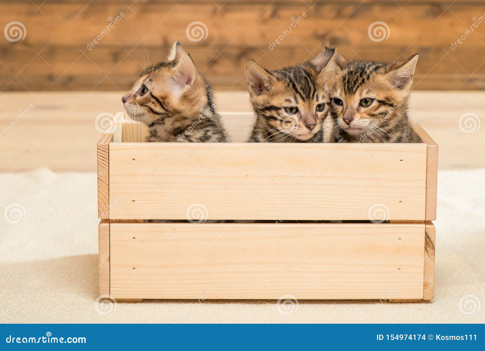 Three Kittens in a Wooden Box, Closeup Portrait Stock Photo Image of