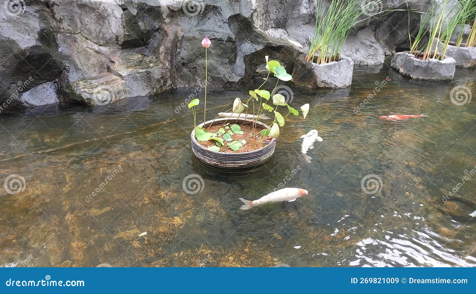Three Koi Fish and Lotus Plants and Natural Rocks Stock Image Image