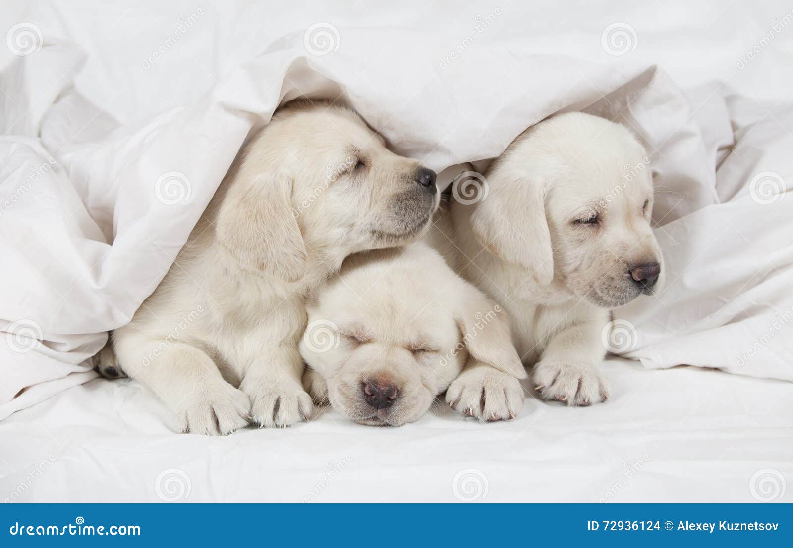 Three Labrador Puppies in a Bed Stock Photo Image of pretty, close