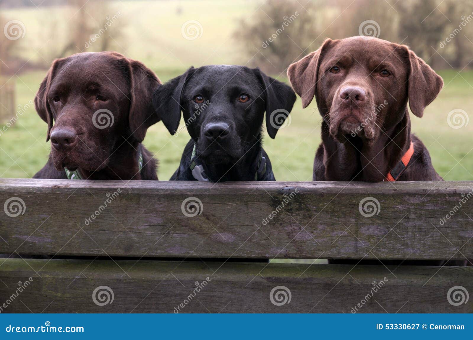 Three labradors stock image. Image of obedient, three 53330627