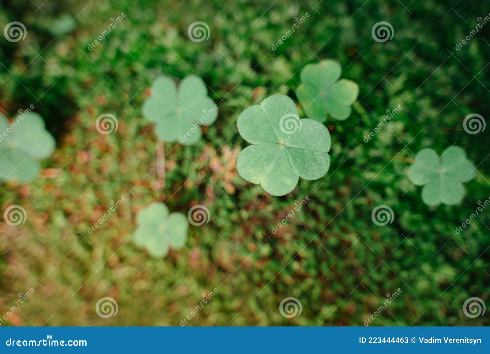 A background of green moss, Stock image