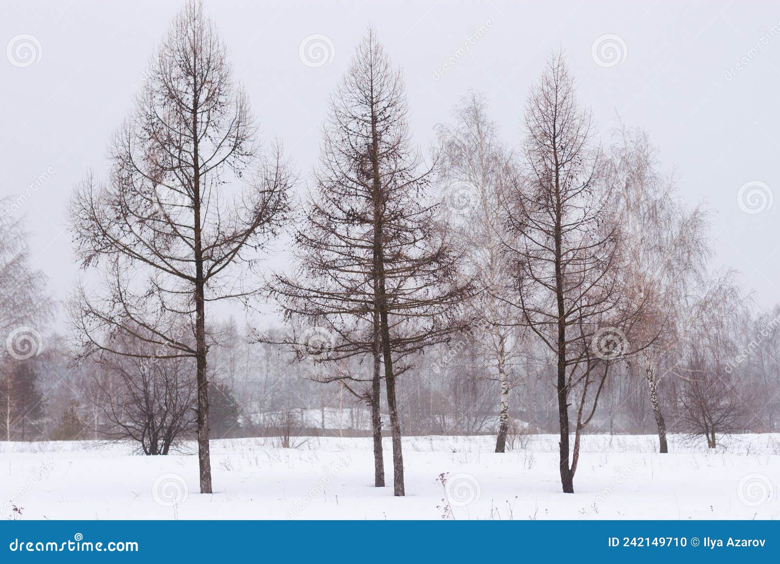 three leafless trees during a misty snowy winter. dark sillouettes of trees