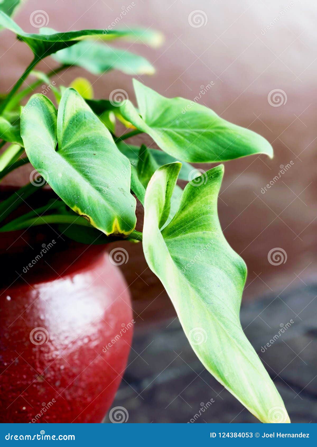 Three Leafs stock image. Image of plant, living, three 124384053