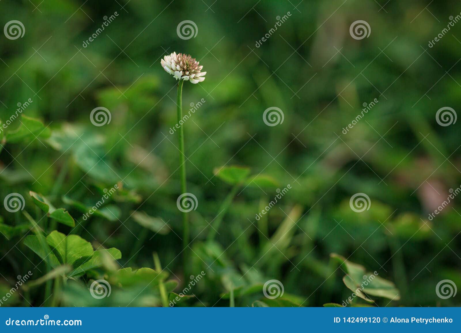 three leaves clover with clover flowres background. macro