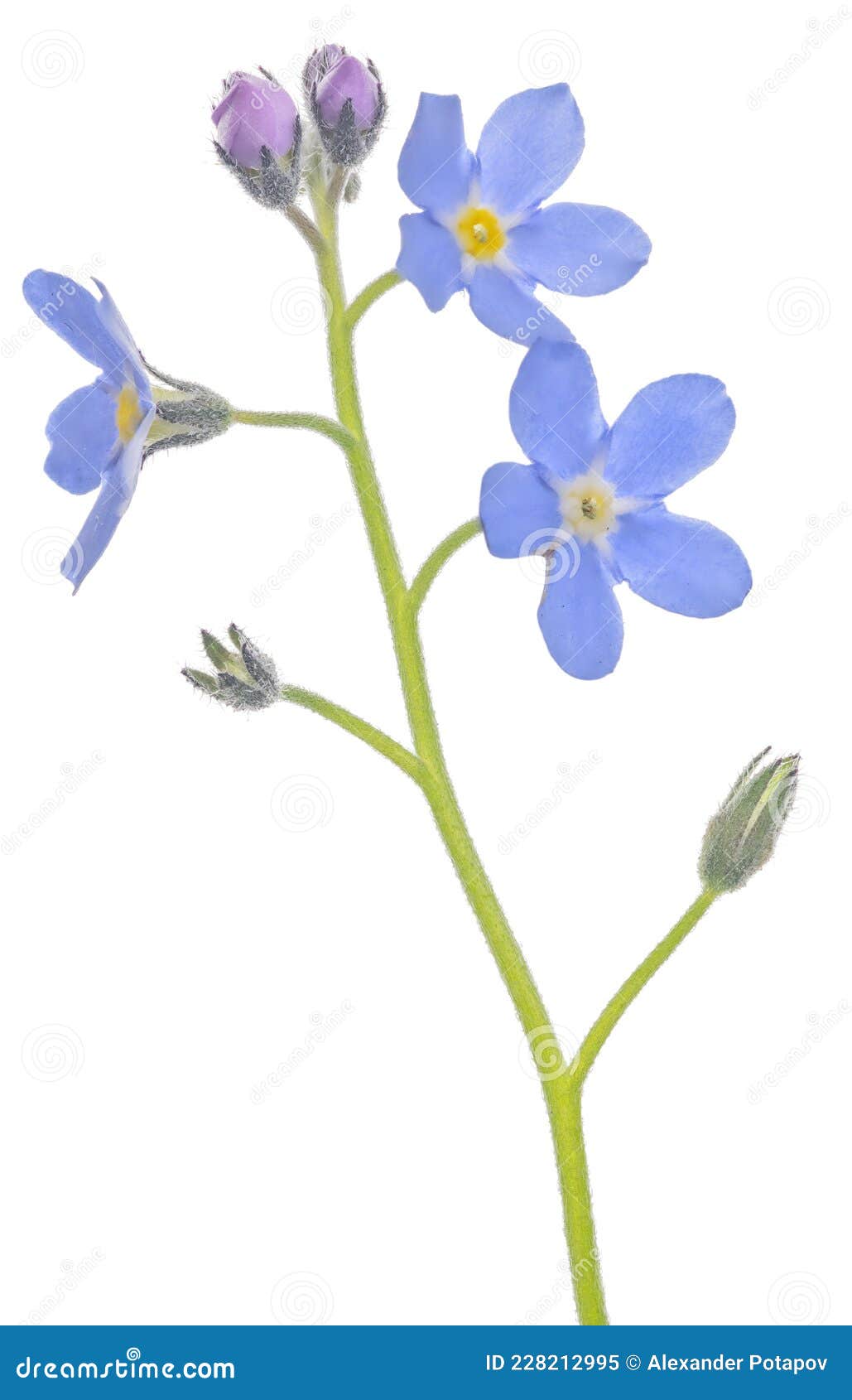 Three Light Blue Blooms on Stem Stock Image Image of plant, bloom 228212995