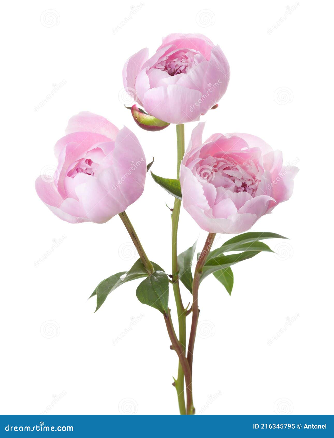 three light pink peonies  on white background