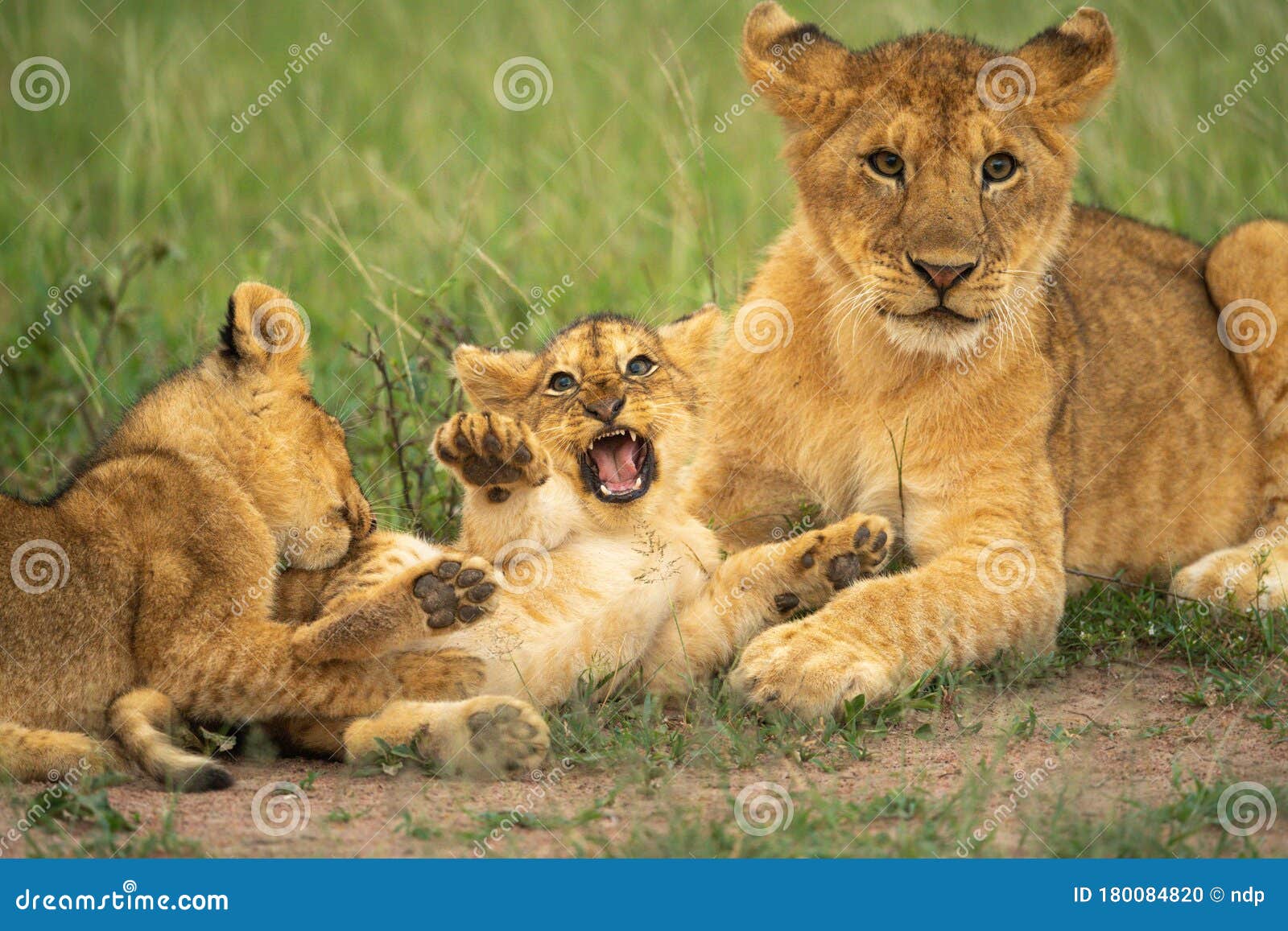 Three Lion Cubs Play Fight in Grass Stock Photo Image of tanzania