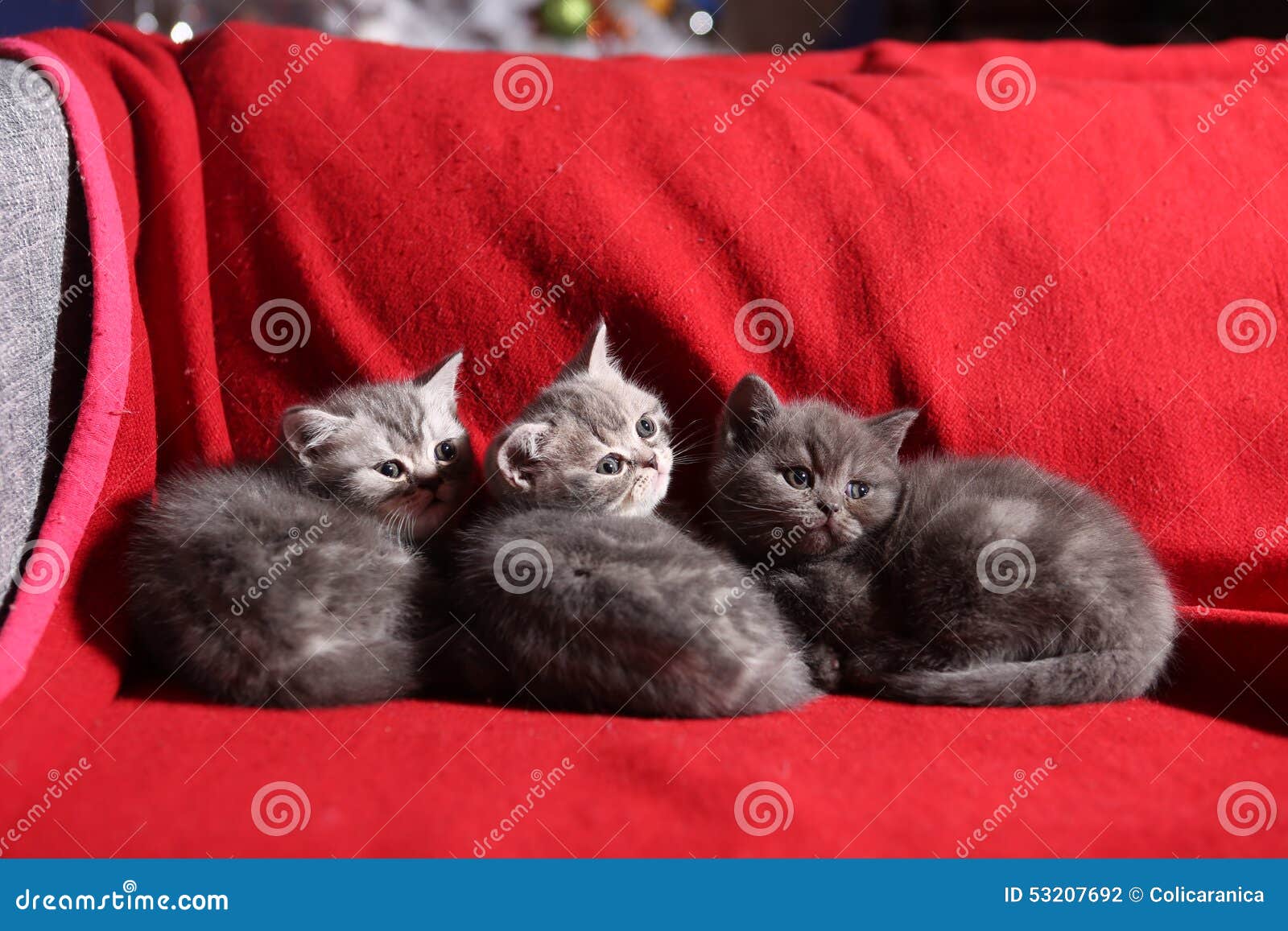 Three little kittens stock photo. Image of triplet, twins - 53207692