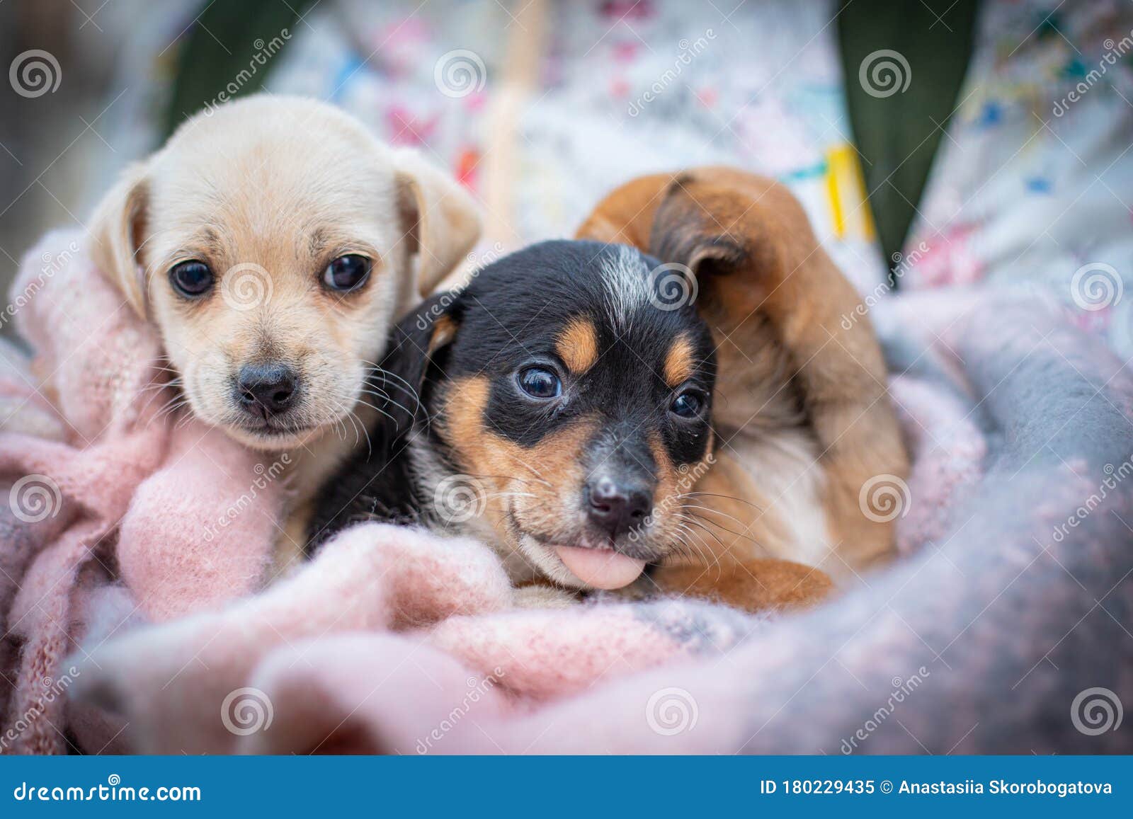 Three Little Puppies in a Blanket Stock Image Image of looking, park