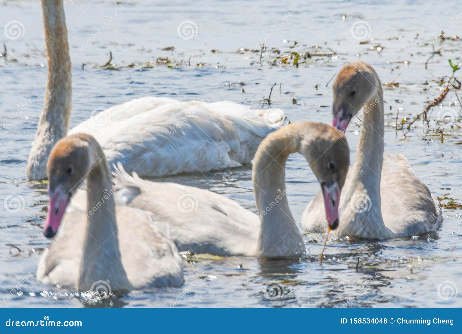Three Little White Swans with Fine Fishing Wire Around Neck Stock Photo -  Image of behavior, blue: 158534048