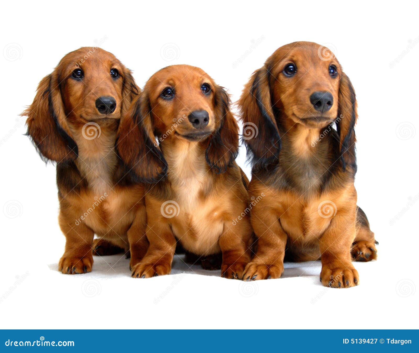 show me dachshund puppies