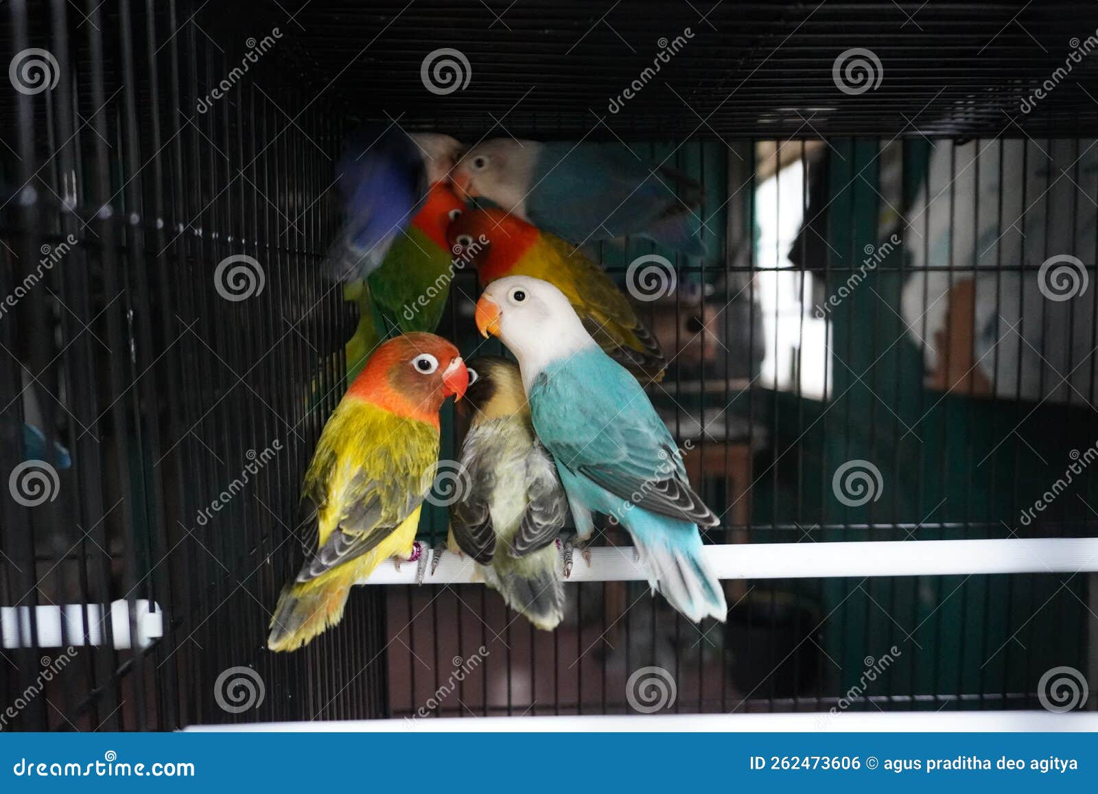 Three lovebirds in a cage stock photo. Image of wildlife 262473606