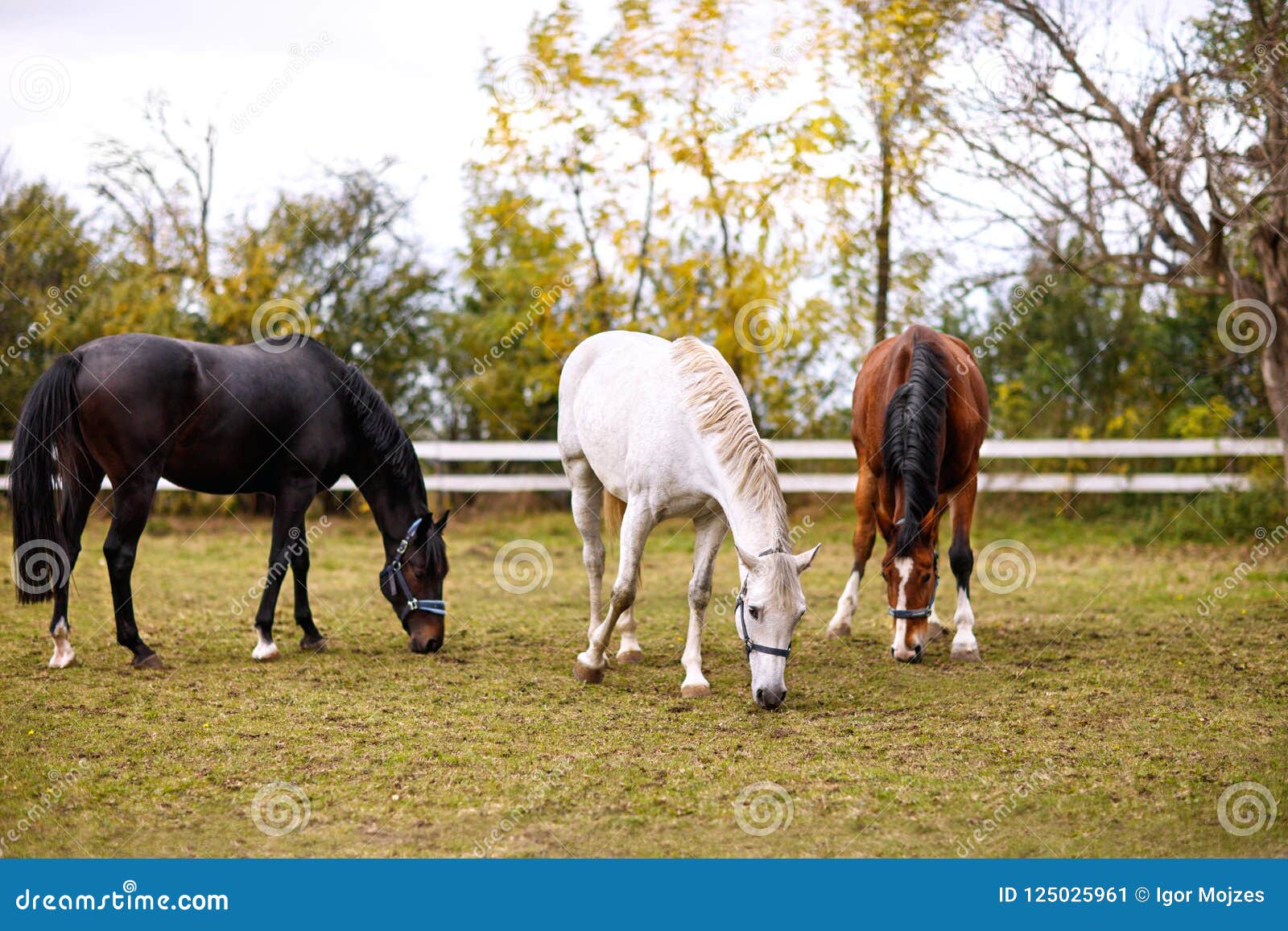 Three Horses Together Stock Photos Download 204 Royalty Free Photos
