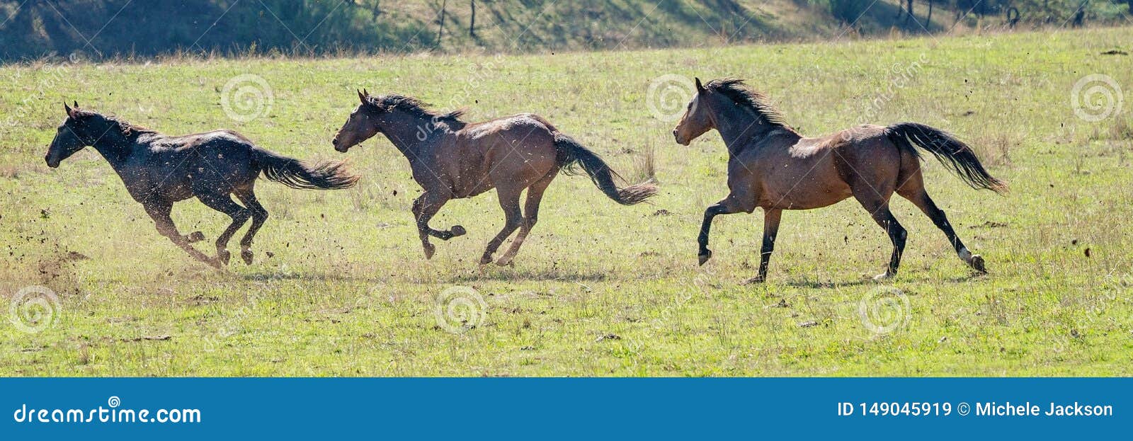Three Galloping Wild Horses Stock Image Image Of Light Equine 149045919