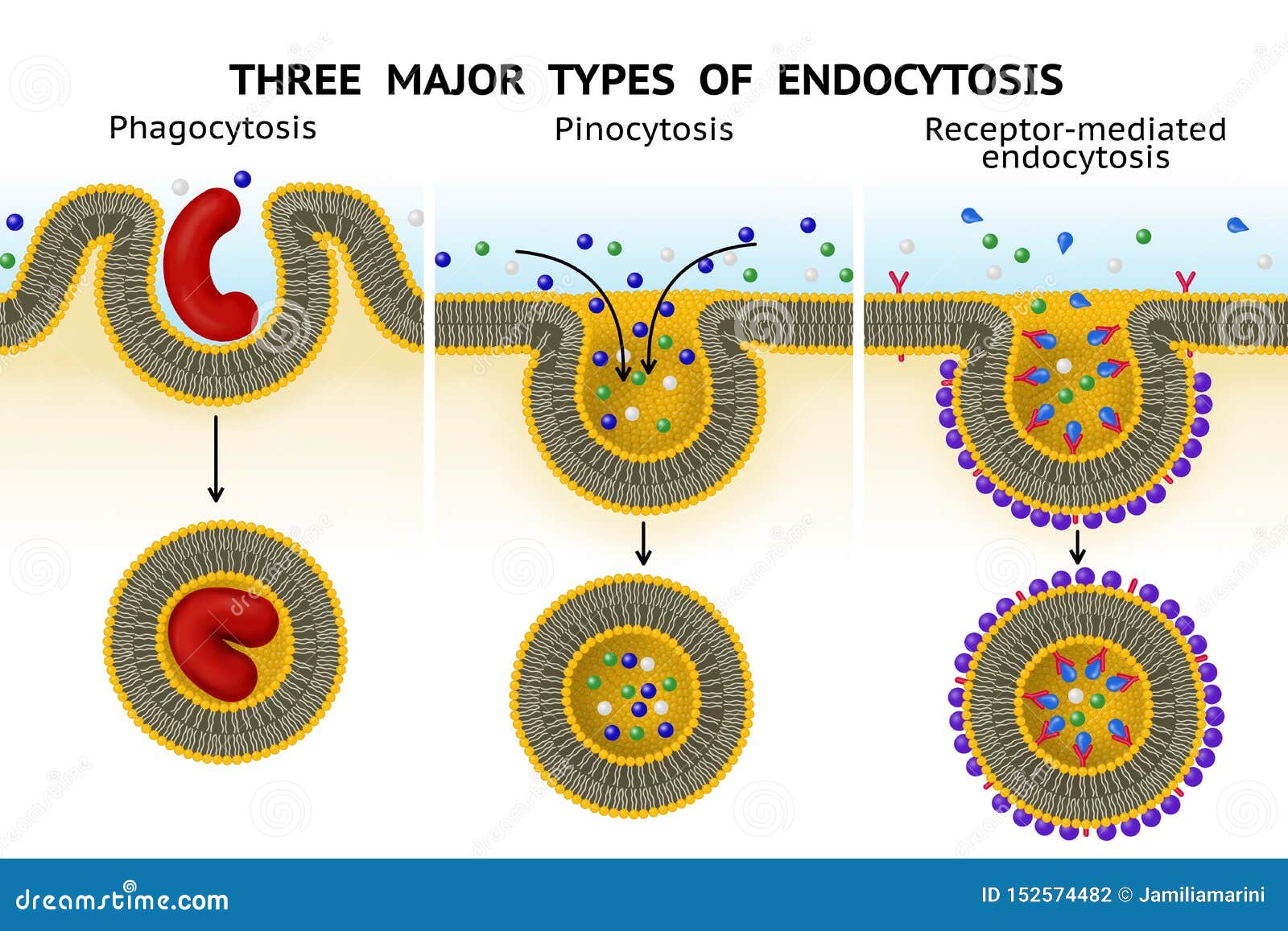 three major types of endocytosis