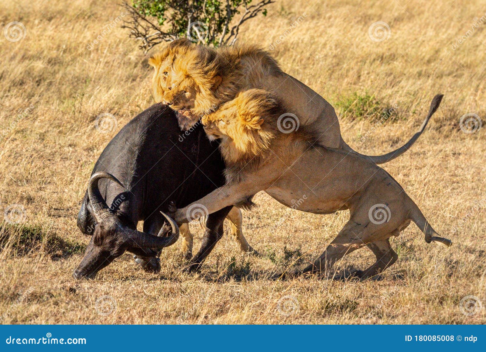 Three Male Lion Attack Buffalo from Behind Photo - Image of outside, african: 180085008