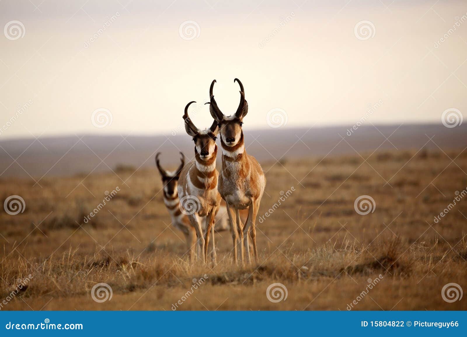 Three Male Pronghorn Antelopes Stock Photo Image of north, restricted
