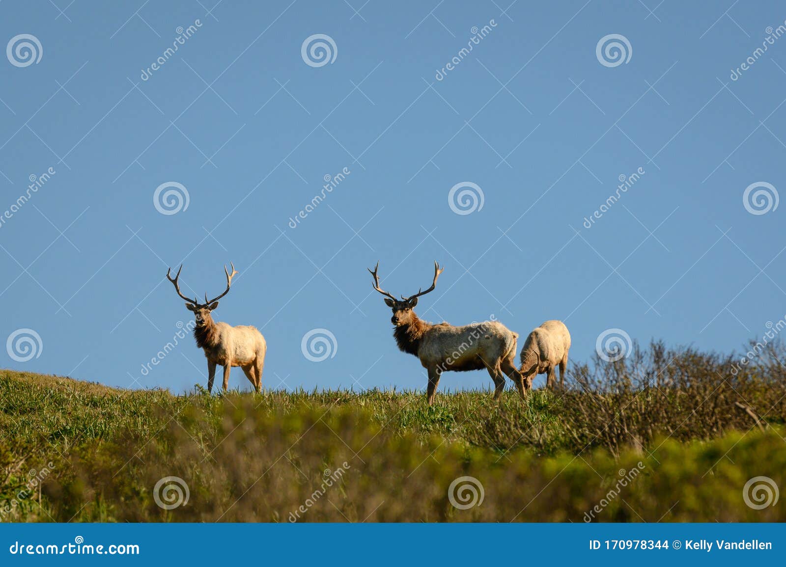 Male Tule Elk Cervus Canadensis Nannodes Looking At The Camera; Point