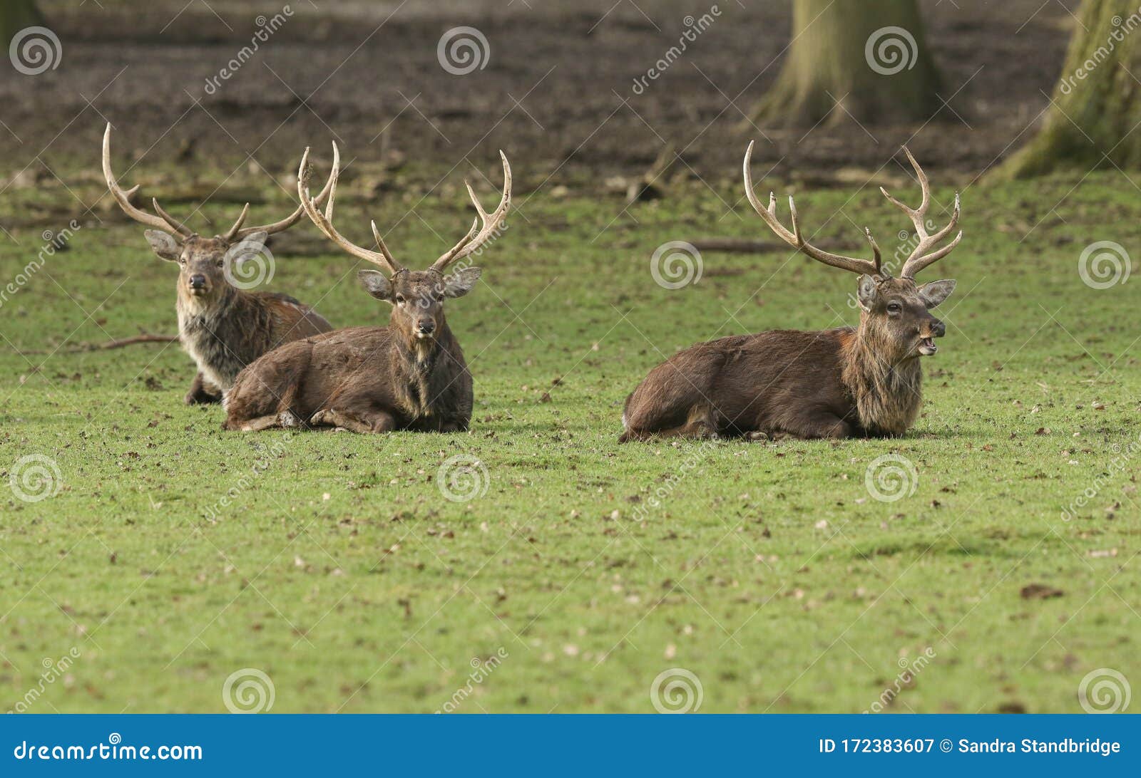 three manchurian sika deer stags, cervus nippon mantchuricus, lying down resting in a meadow.