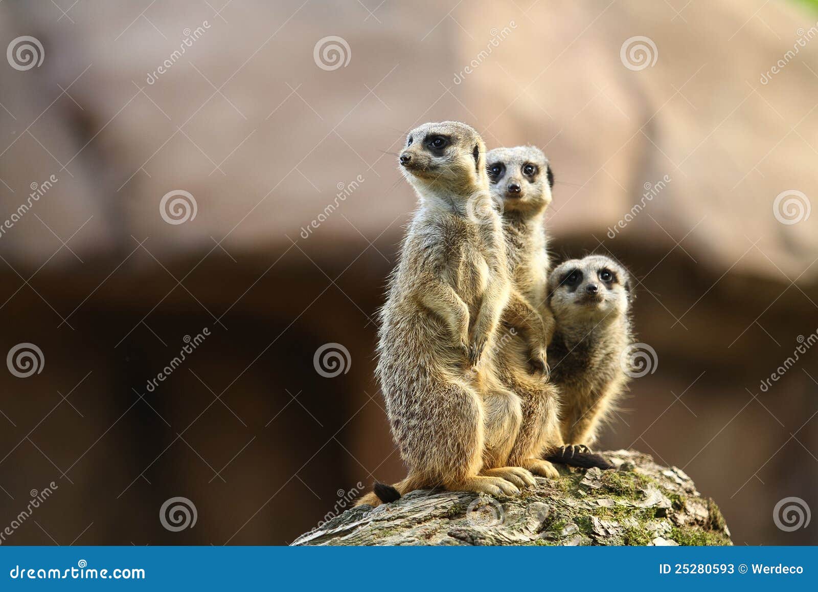 three meercats on a lookout