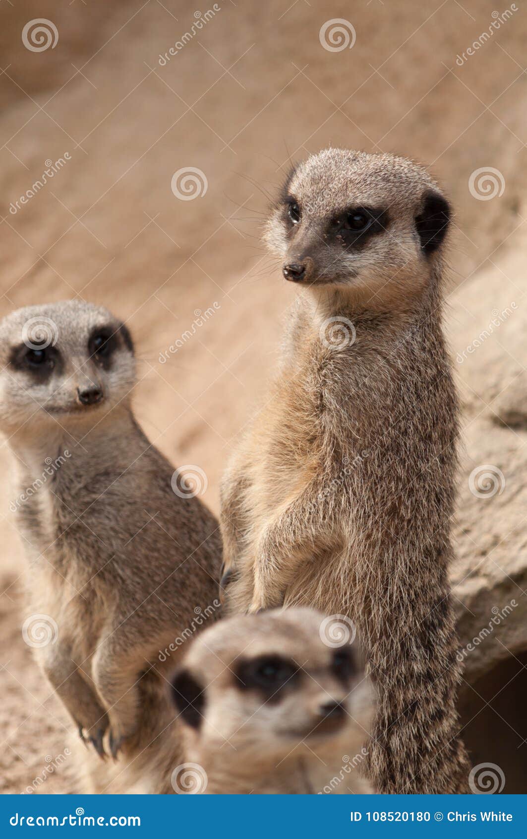 Three Meerkats On The Lookout Stock Photo Image Of Deserts Rocky