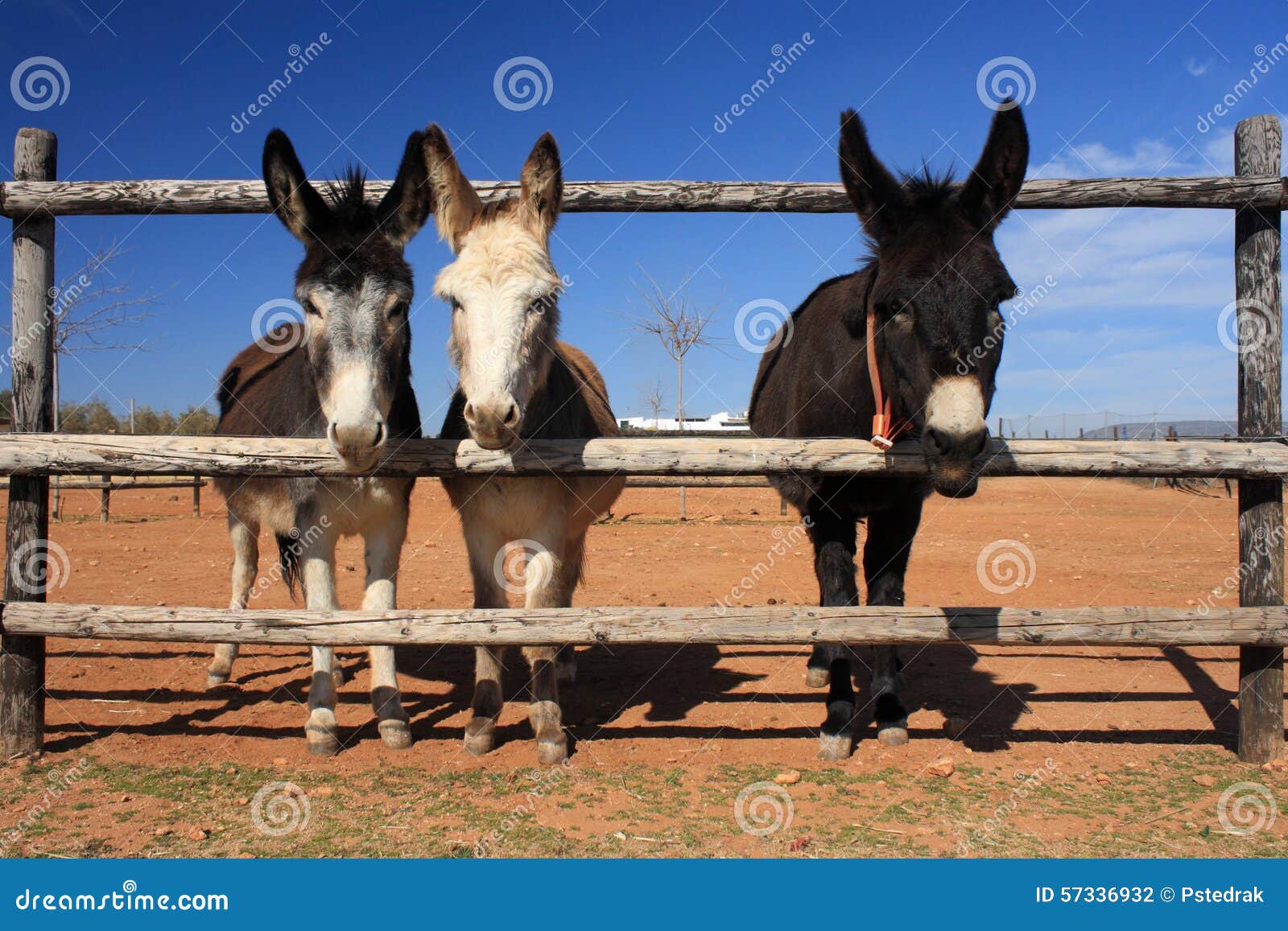 Miniature Donkeys Behind Fence In Pasture Stock Photography