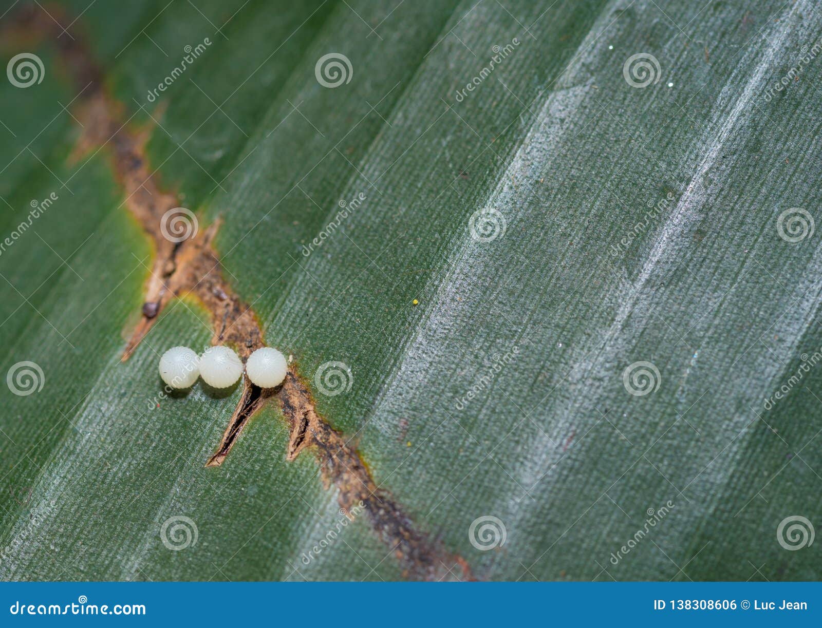 Three Monarch Butterfly Eggs on a Leaf Stock Photo - Image of birth
